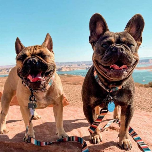 WOLFGANG WL-001 LEASH S
