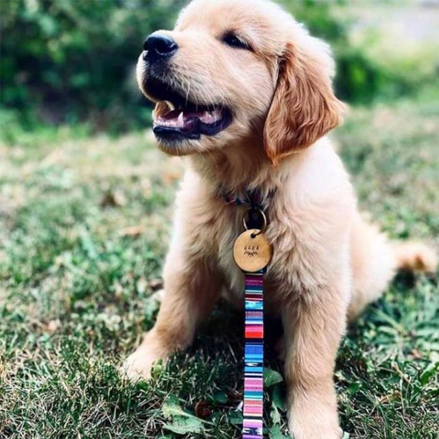 ウルフギャング 犬 首輪 小型犬用 WOLFGANG [ WC-001 ] COLLAR (S) カラー おしゃれ 散歩 人気 おすすめ  WOLFGANG MAN & BEAST [メール便]