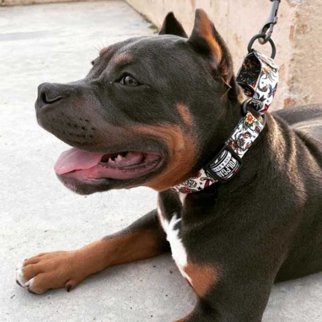 ウルフギャング 犬 首輪 小型犬用 WOLFGANG [ WC-001 ] COLLAR (S) カラー おしゃれ 散歩 人気 おすすめ  WOLFGANG MAN & BEAST [メール便]