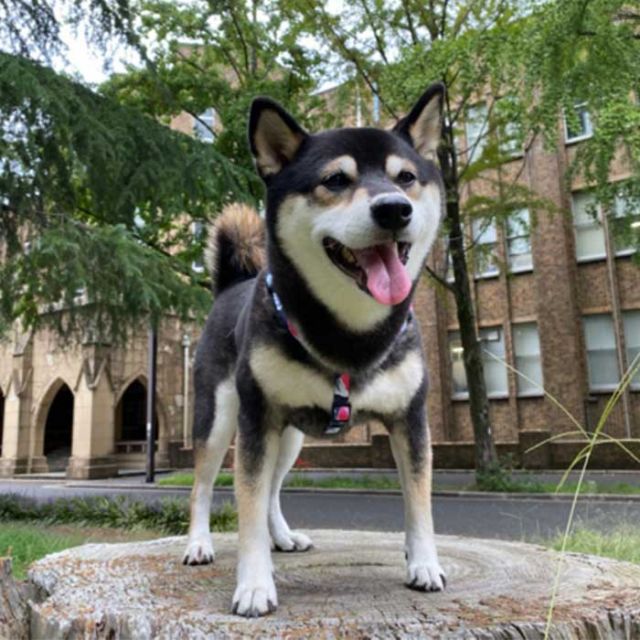 ウルフギャング 犬 首輪 中型犬用 WOLFGANG [ WC-002 ] COLLAR (M) カラー おしゃれ WOLFGANG MAN & BEAST お出かけ 散歩 人気 おすすめ [メール便]