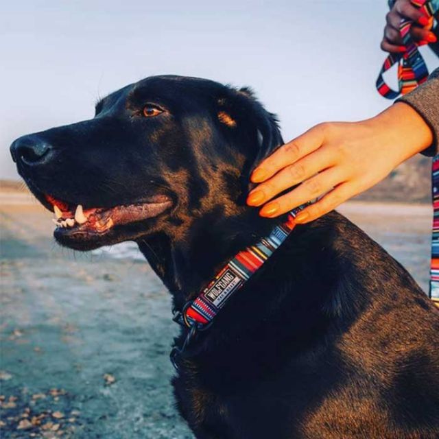 ウルフギャング 犬 首輪 中型犬用 WOLFGANG [ WC-002 ] COLLAR (M) カラー おしゃれ WOLFGANG MAN & BEAST お出かけ 散歩 人気 おすすめ [メール便]