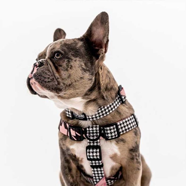 WOLFGANG WC-001 COLLAR S