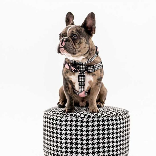 WOLFGANG WH-001 HARNESS S