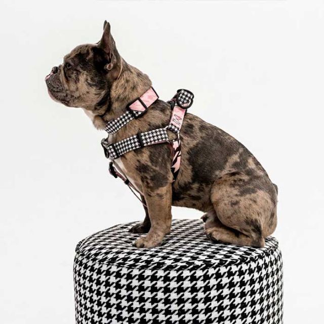 WOLFGANG WH-001 HARNESS S