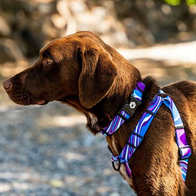 WOLFGANG WH-002 HARNESS M